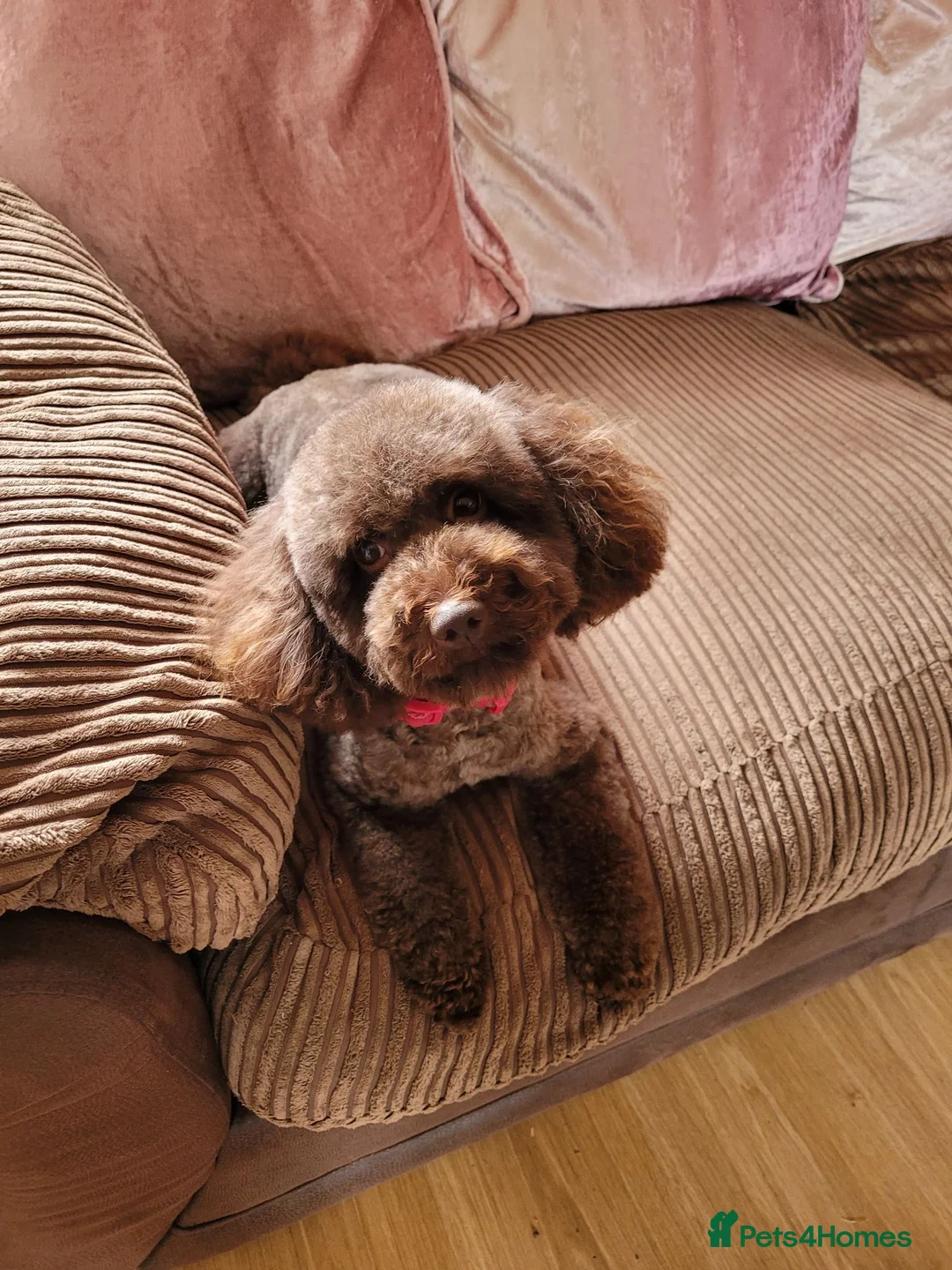 Toy Poodle dogs for sale: Chocolate toy poodle female  - Advert 4