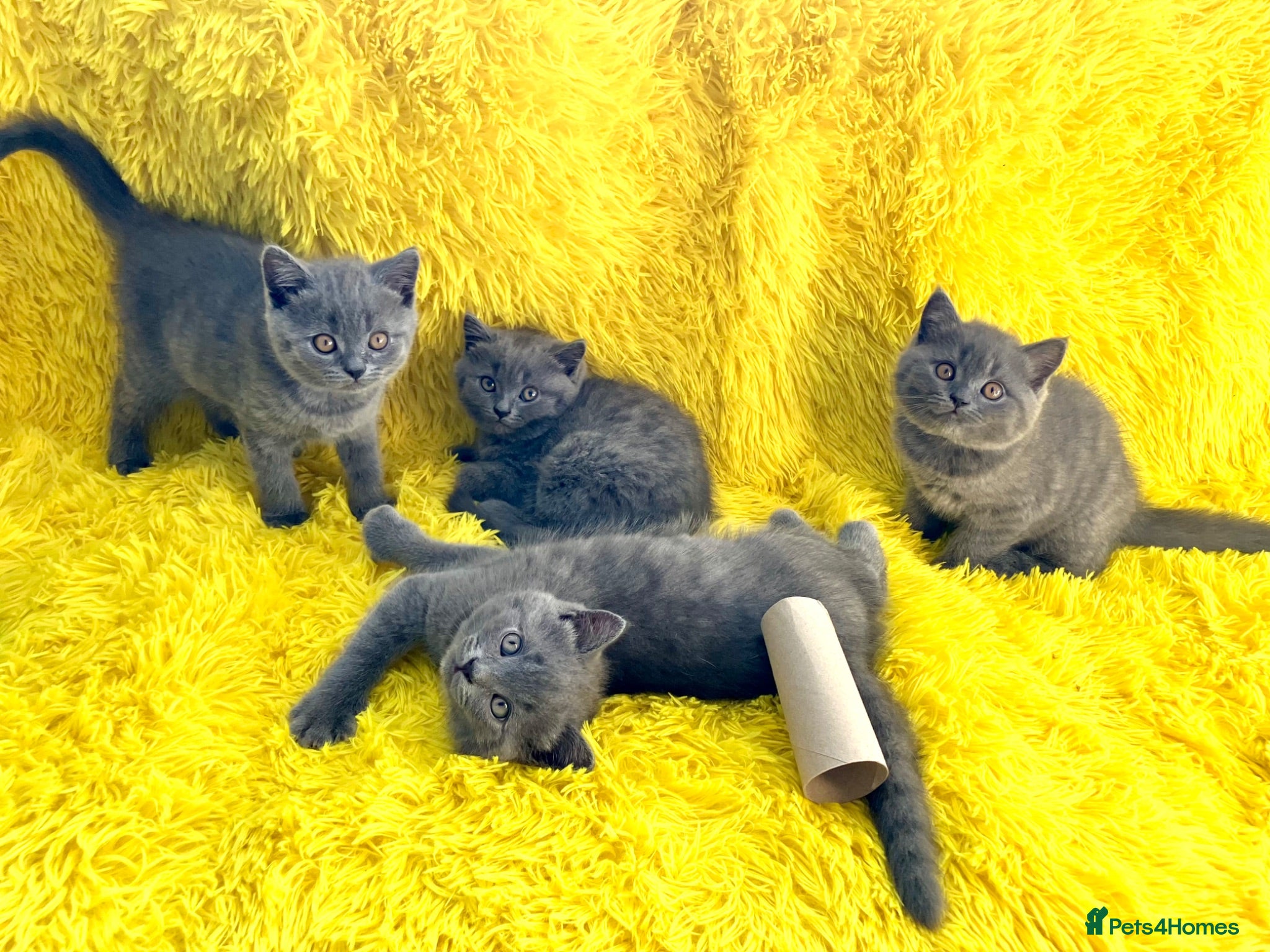 British Shorthair cats 💙 British shorthair 🩷 - Advert 1