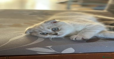 Mixed Breed cats - Advert 10