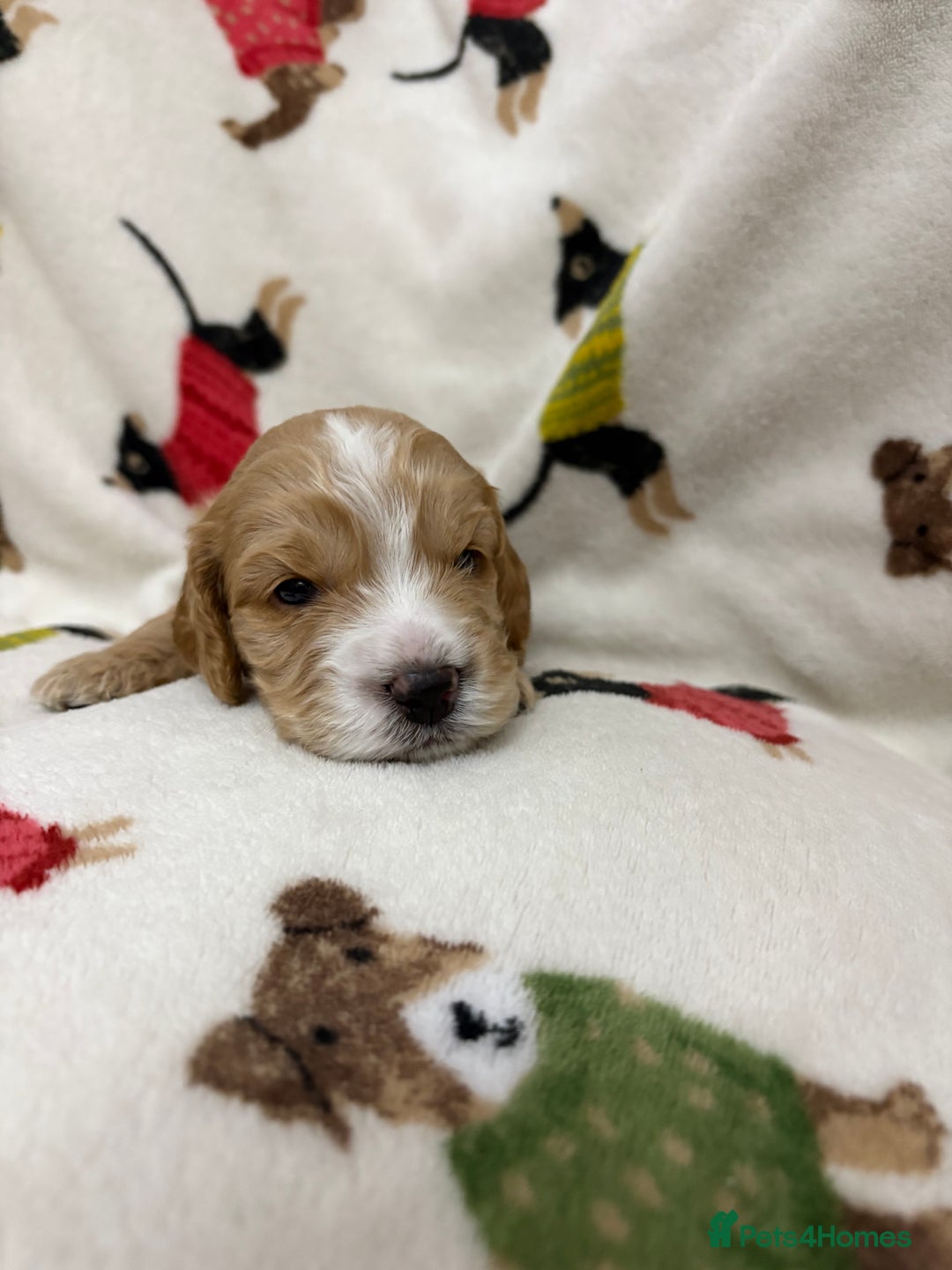 Cockapoo dogs for sale: Five Beautiful Cockerpoo Puppies  - Image 5