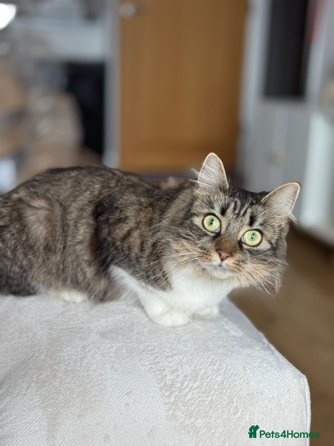 Mixed Breed cats for sale: Pls Rehome Our Girl x - Image 3