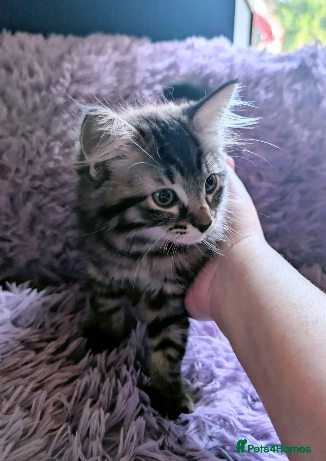 Mixed Breed cats for sale: Ragdoll x Ragdoll mix kitten 1 girl left - Advert 1