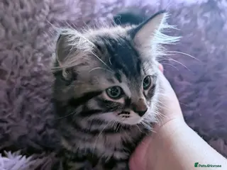 Mixed Breed cats Ragdoll x Ragdoll mix kitten 1 girl left - Advert 6