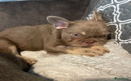 French Bulldog dogs for sale: Big Perm, fluffy and furnished frenchies  - Image 27