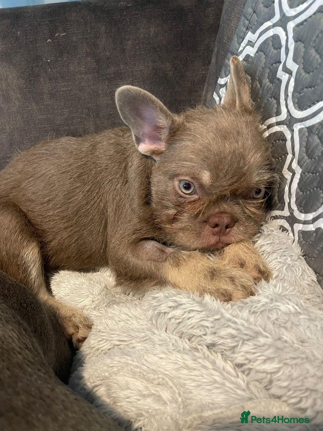 French Bulldog dogs for sale: Big Perm, fluffy and furnished frenchies  - Image 27