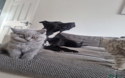 British Shorthair cats for sale: TOP💗 Quality British Shorthair 😻Kittens💋 - Image 31