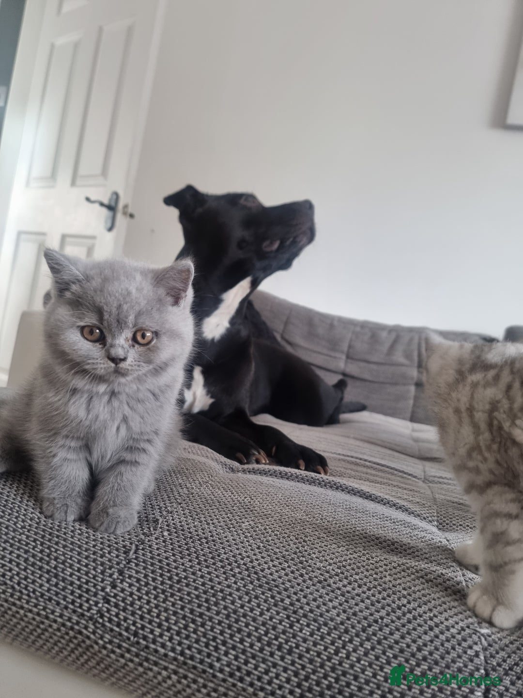 British Shorthair cats for sale: TOP💗 Quality British Shorthair 😻Kittens💋 - Image 31