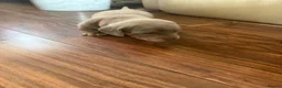 Miniature Dachshund dogs for sale: Miniature dachshunds looking for a forever home - Advert 11