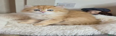 British Longhair Kitten 5