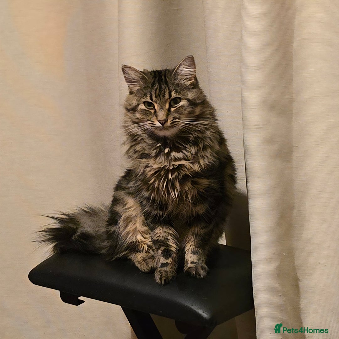 Mixed Breed cats for sale: 1 year old cat in bed if a new home  - Advert 2