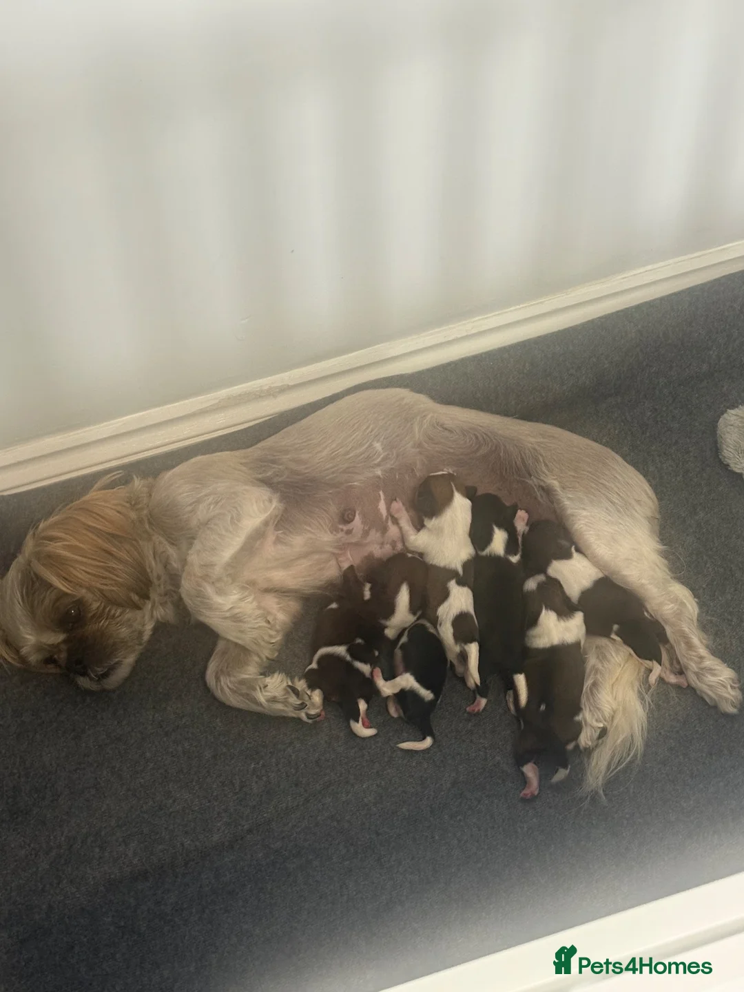 Shih Tzu dogs for sale: 5 beautiful Shihtzu pups - Advert 1