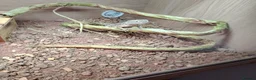 Dragon reptiles for sale: Male Rankin's dragon set up included - Advert 3