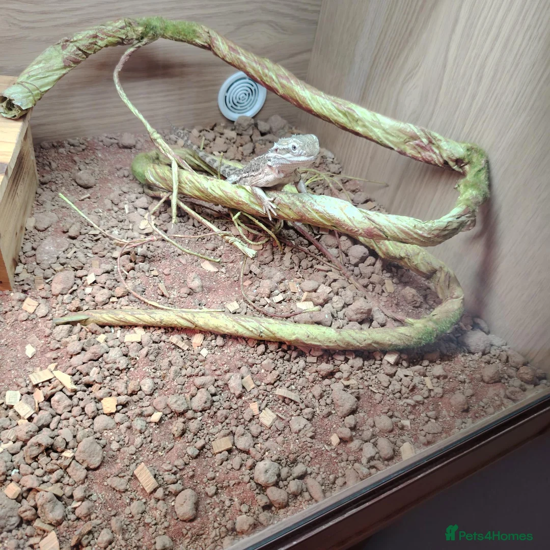 Dragon reptiles for sale: Male Rankin's dragon set up included - Advert 3