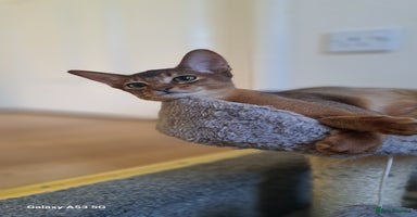 Abyssinian cats - Advert 1