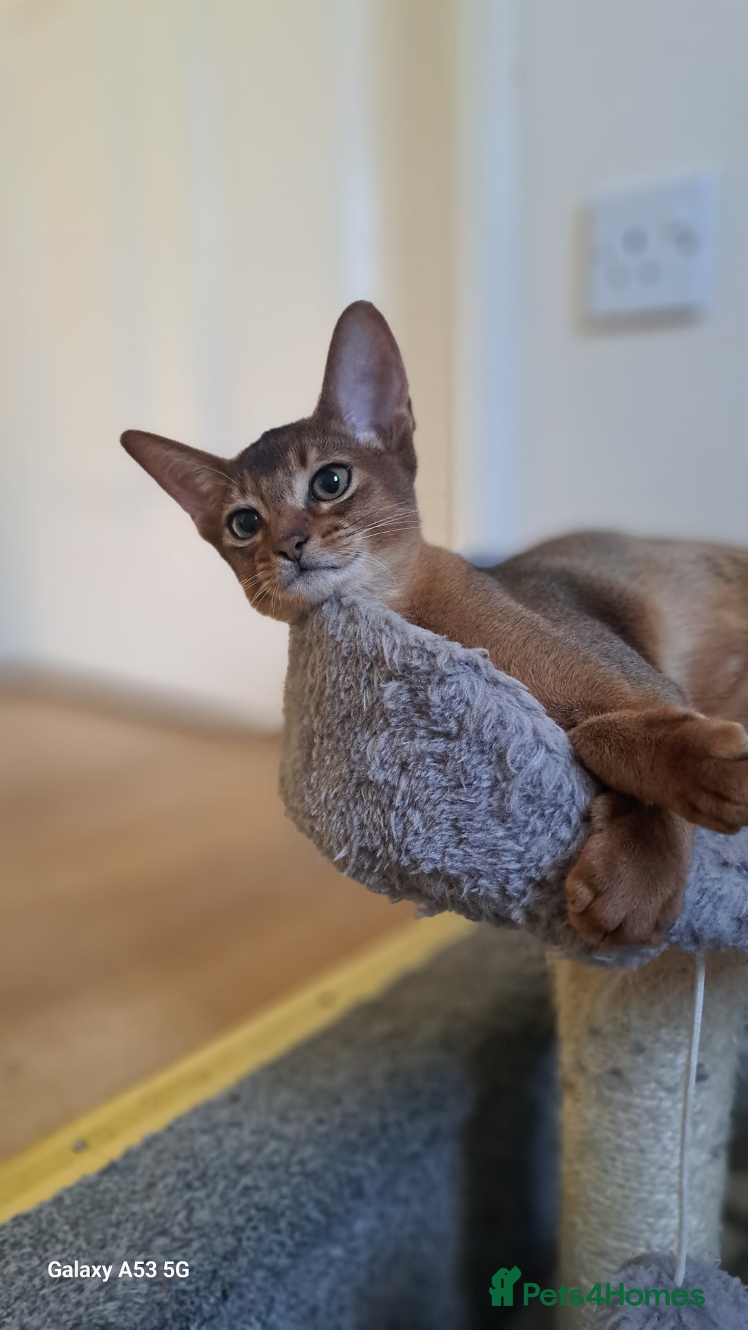 Abyssinian cats for sale: 5✨TICA Beautiful Abyssinian Kittens - Image 3