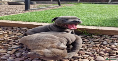 Staffordshire Bull Terrier dogs - Advert 1