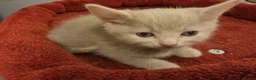 Mixed Breed cats for sale: 3 Lovely kittens for sale  - Advert 7