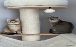 British Shorthair cats for sale: BSH Golden kittens  - Image 38