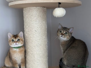 British Shorthair cats - Advert 9
