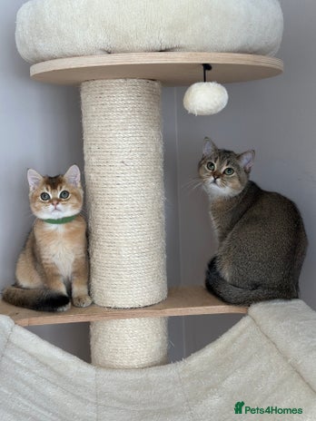 British Shorthair cats - Advert 10