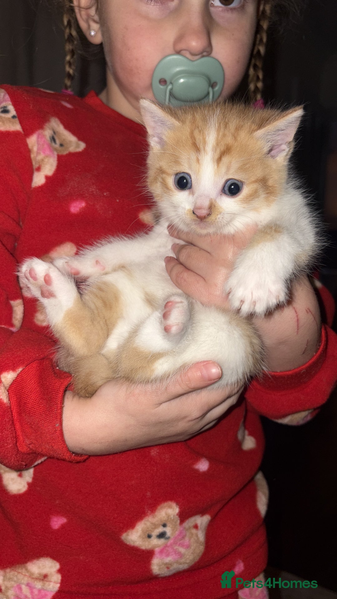 British Shorthair cats for sale: Beautiful kittens 3 girls 1 boy  - Advert 4