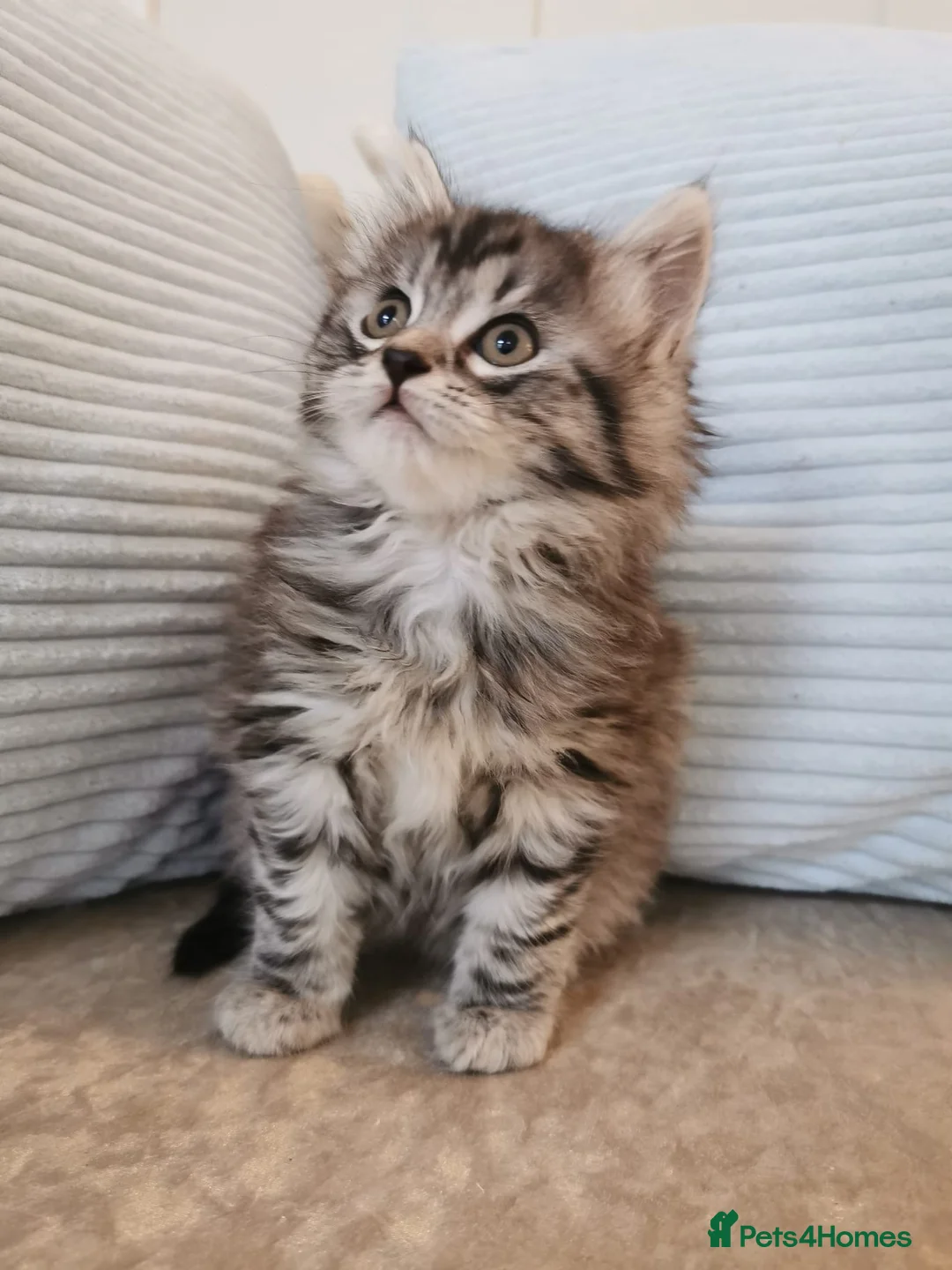 Maine Coon cats for sale: Big, Chunky, Blue Maine Coon Boy. - Advert 8