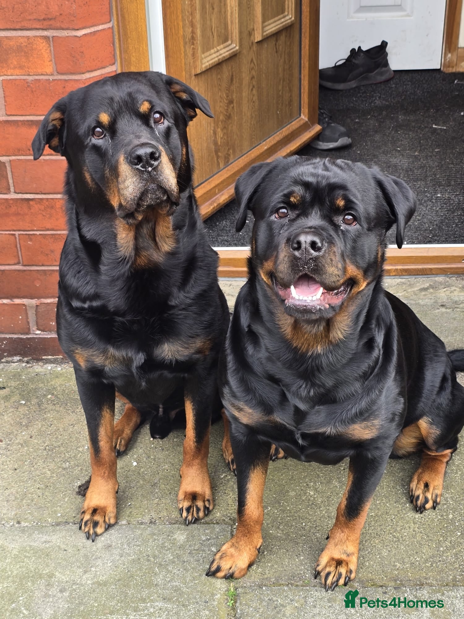 Rottweiler dogs Rottweiler puppies for sale cash only  - Advert 2