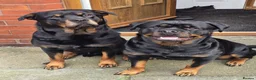 Rottweiler dogs for sale: Rottweiler puppies for sale cash only  - Advert 2