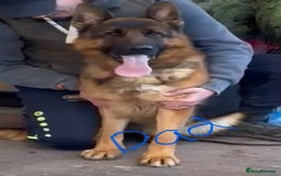 German Shepherd dogs for sale: German shepherd puppies - Stunning - Advert 13