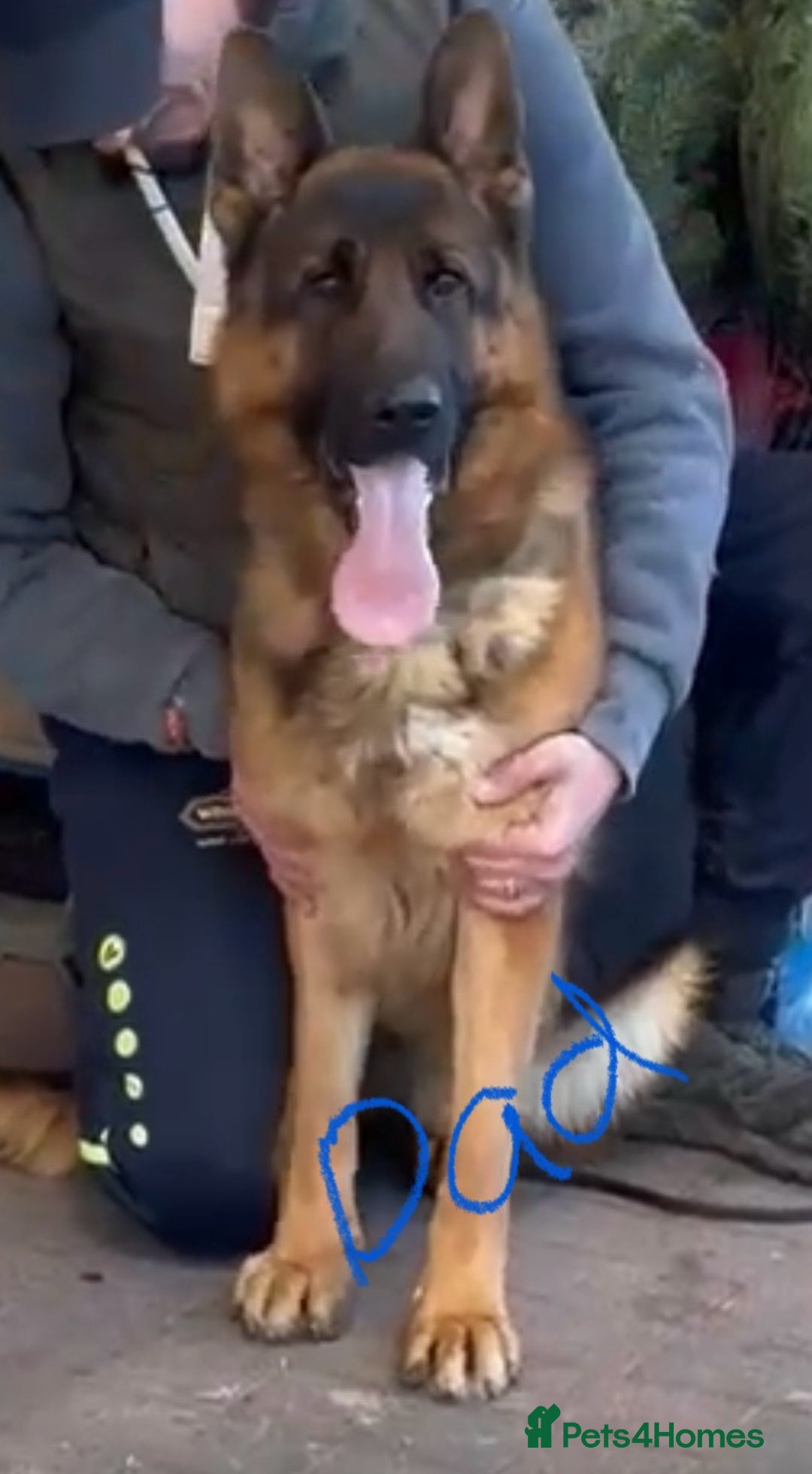 German Shepherd dogs for sale: German shepherd puppies - Stunning - Advert 13