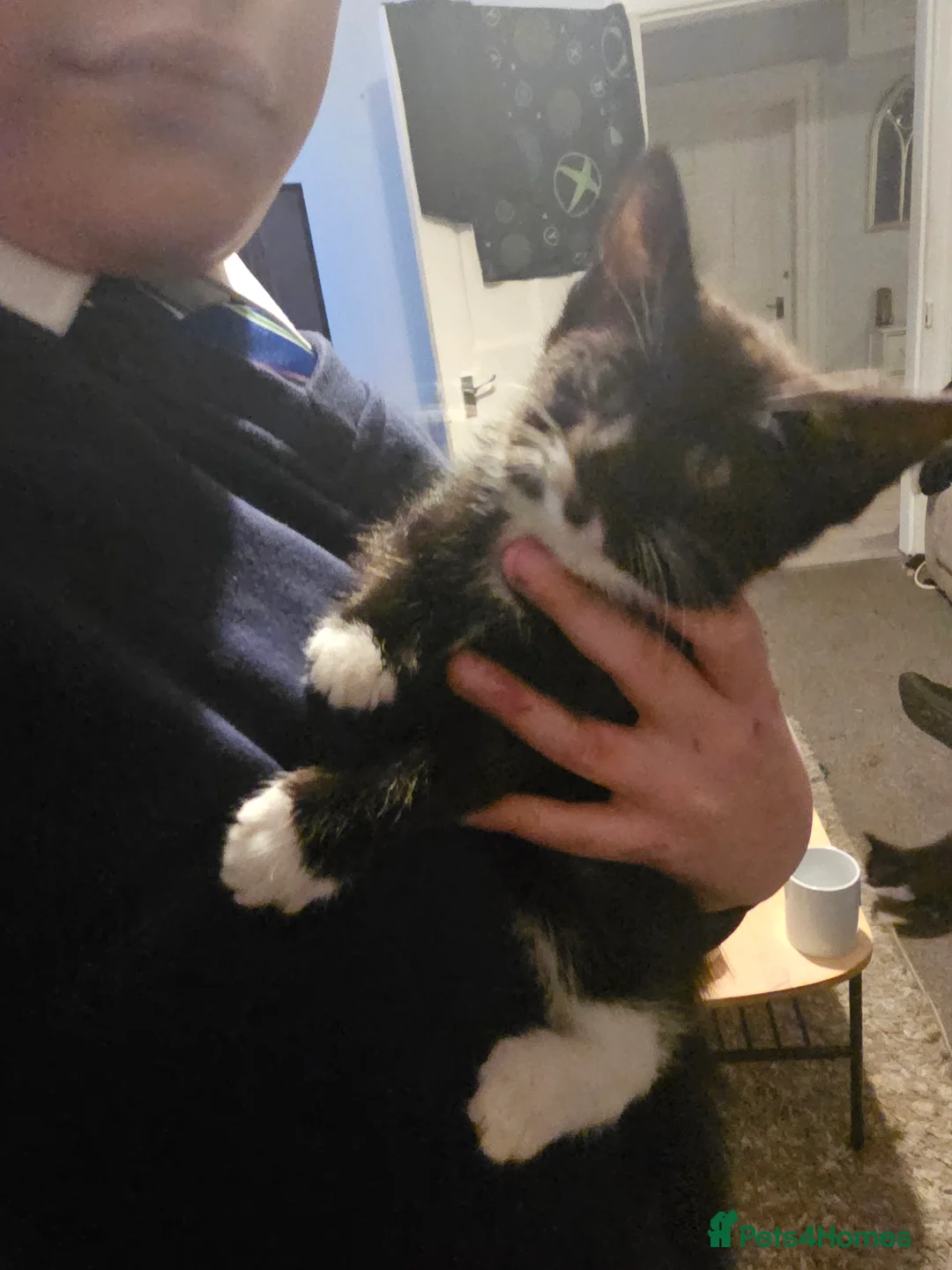 Mixed Breed cats for sale: Beautiful kitten ready now - Advert 10