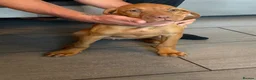 Hungarian Vizsla dogs for sale: Gunfield duel purpose - Exceptional Show & Working - Advert 3