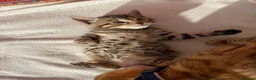 Bengal cats for sale: Kittens in Taunton - Advert 3