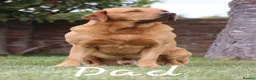 Labrador Retriever dogs for sale: KC Registered Labrador Puppies – 2 Boys Left - Advert 3