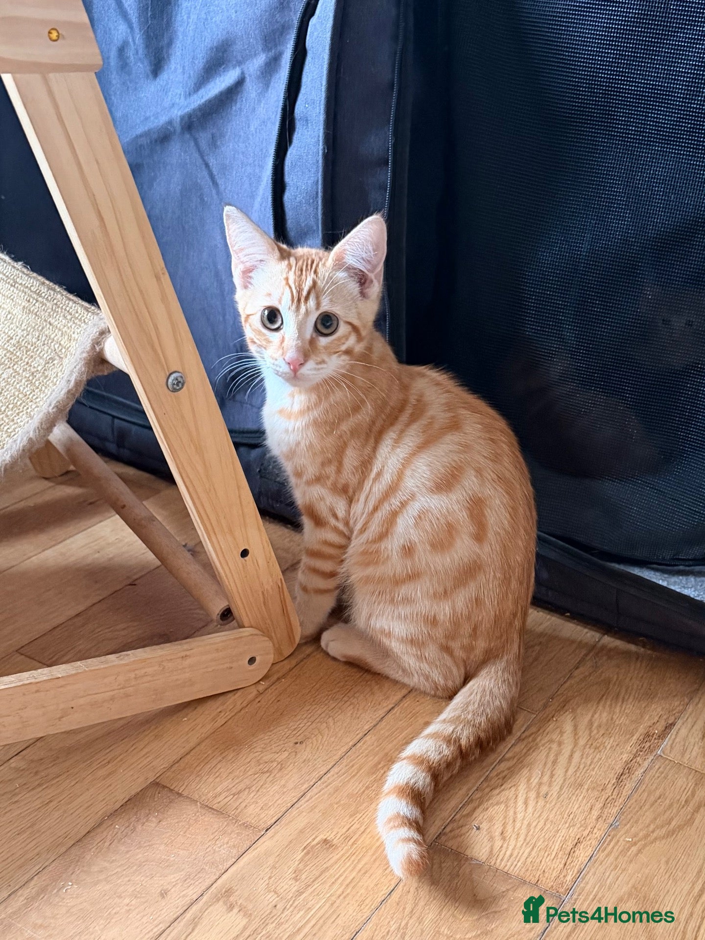 Savannah cats for sale: Ginger x f5 Savannah kittens 🔥 - Advert 1