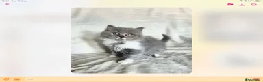 British Shorthair 4