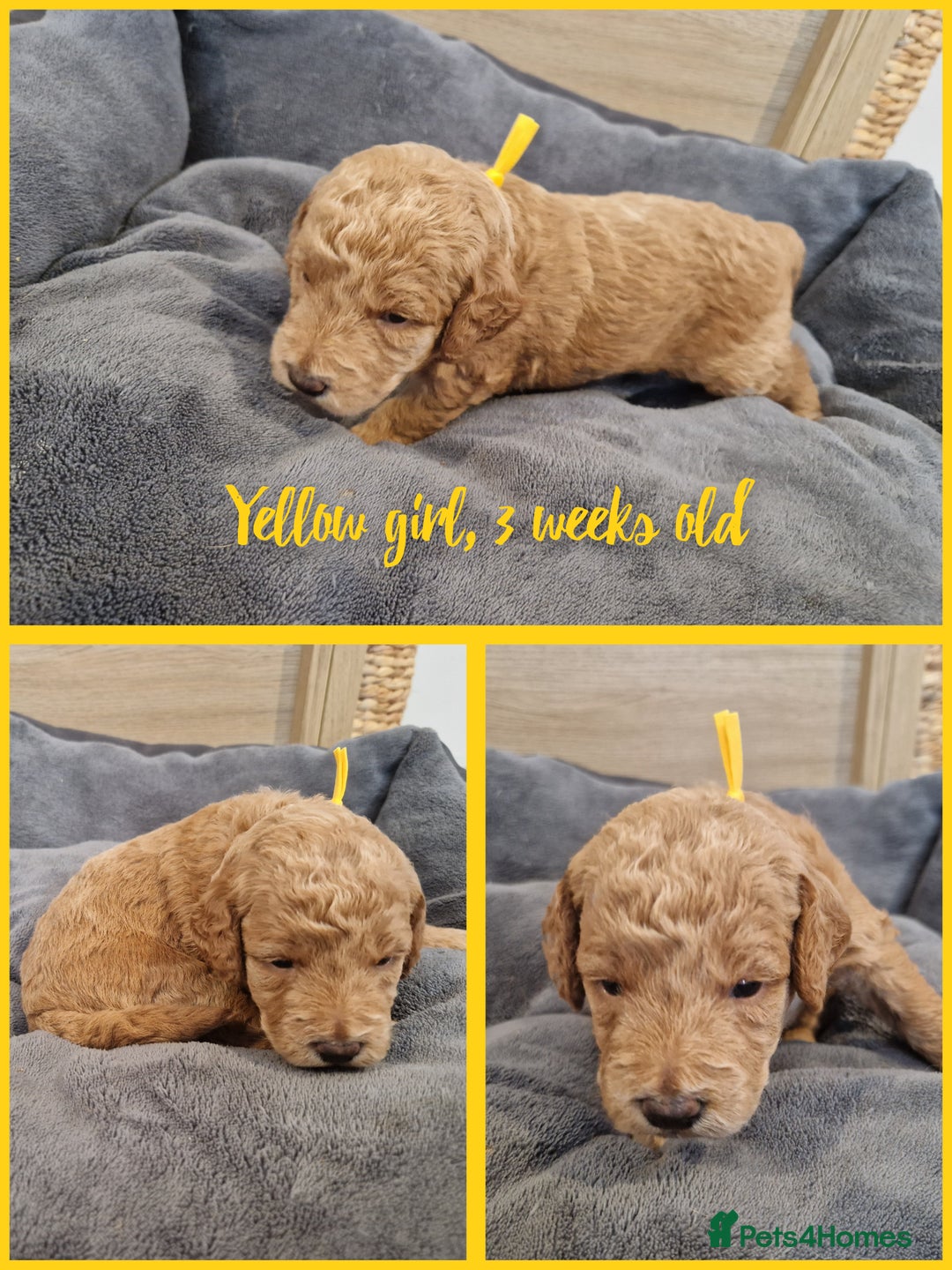 Labradoodle dogs for sale: DNA health tested F1b miniature labradoodles  - Image 8