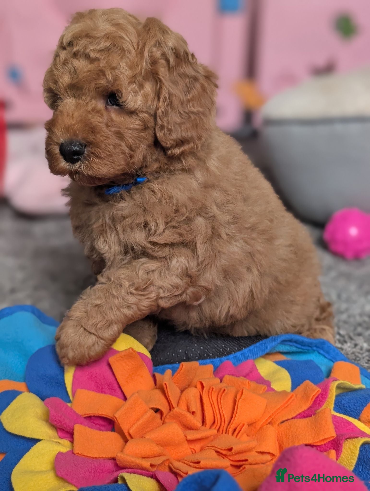 Cavapoo dogs Adorable F1b Cavapoo puppies.  - Advert 6