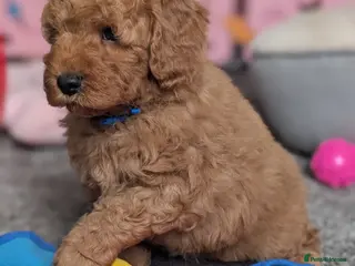 Cavapoo dogs Adorable F1b Cavapoo puppies. - Advert 6