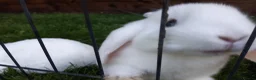 Mini Lop rabbits for sale: Gorgeous Mini Lops  - Advert 4