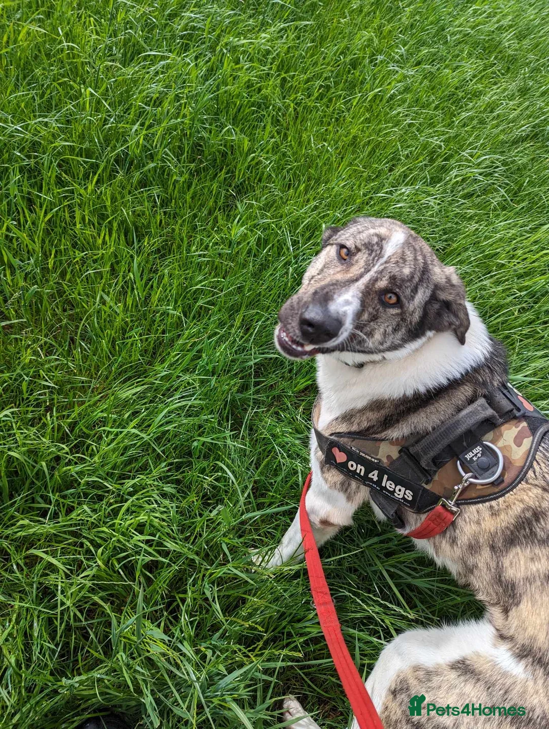 Mixed Breed dogs for adoption: Meet Kane, currently residing in Cheshire  in Nantwich - Advert 25