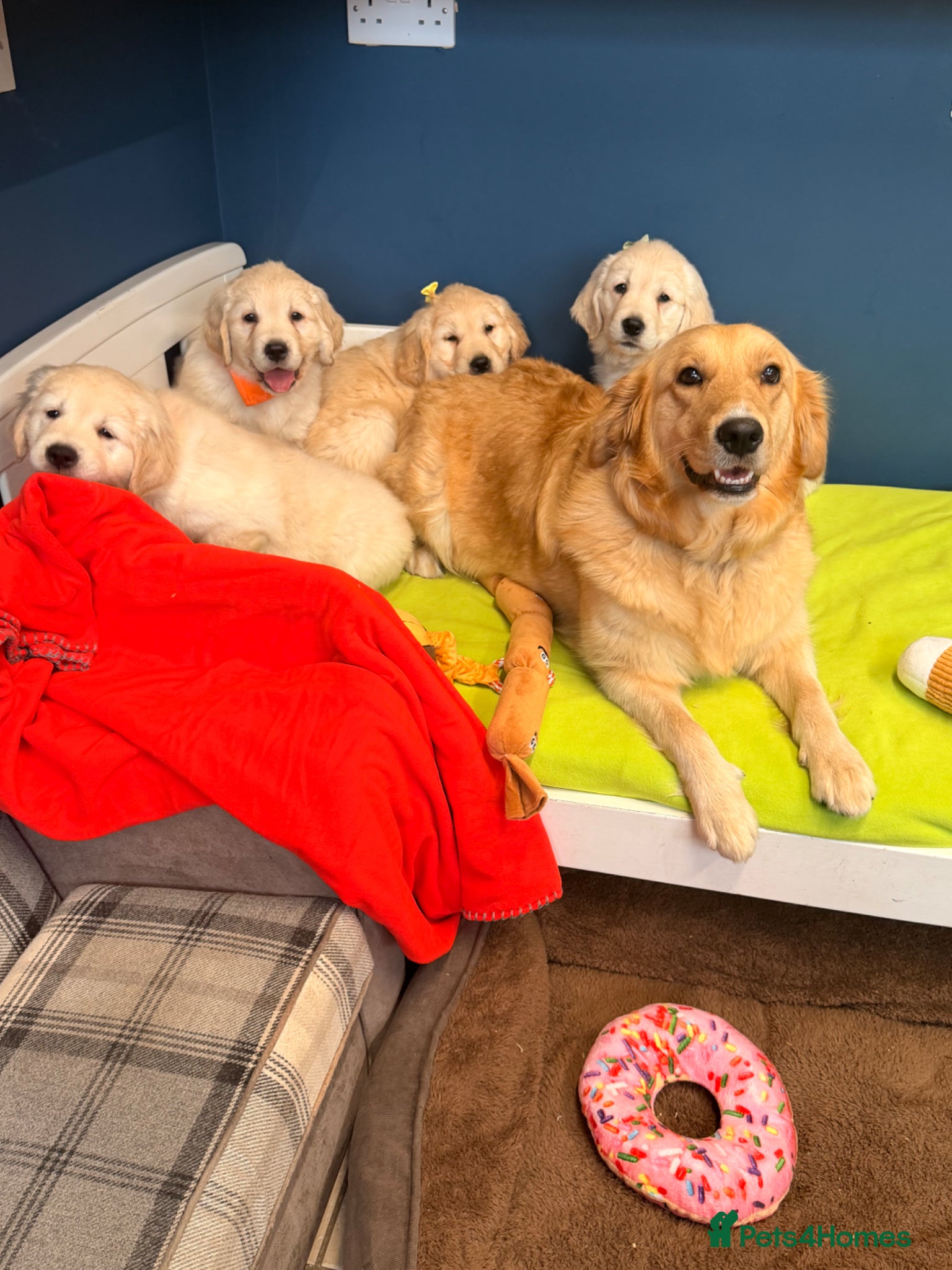 Golden Retriever dogs for sale: 🐶 Gorgeous Chunky type Golden Retriever Puppies🐶 - Advert 15