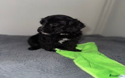 Sheepadoodle dogs for sale: Micro-mini Sheepadoodle reduced !!!!! - Image 23