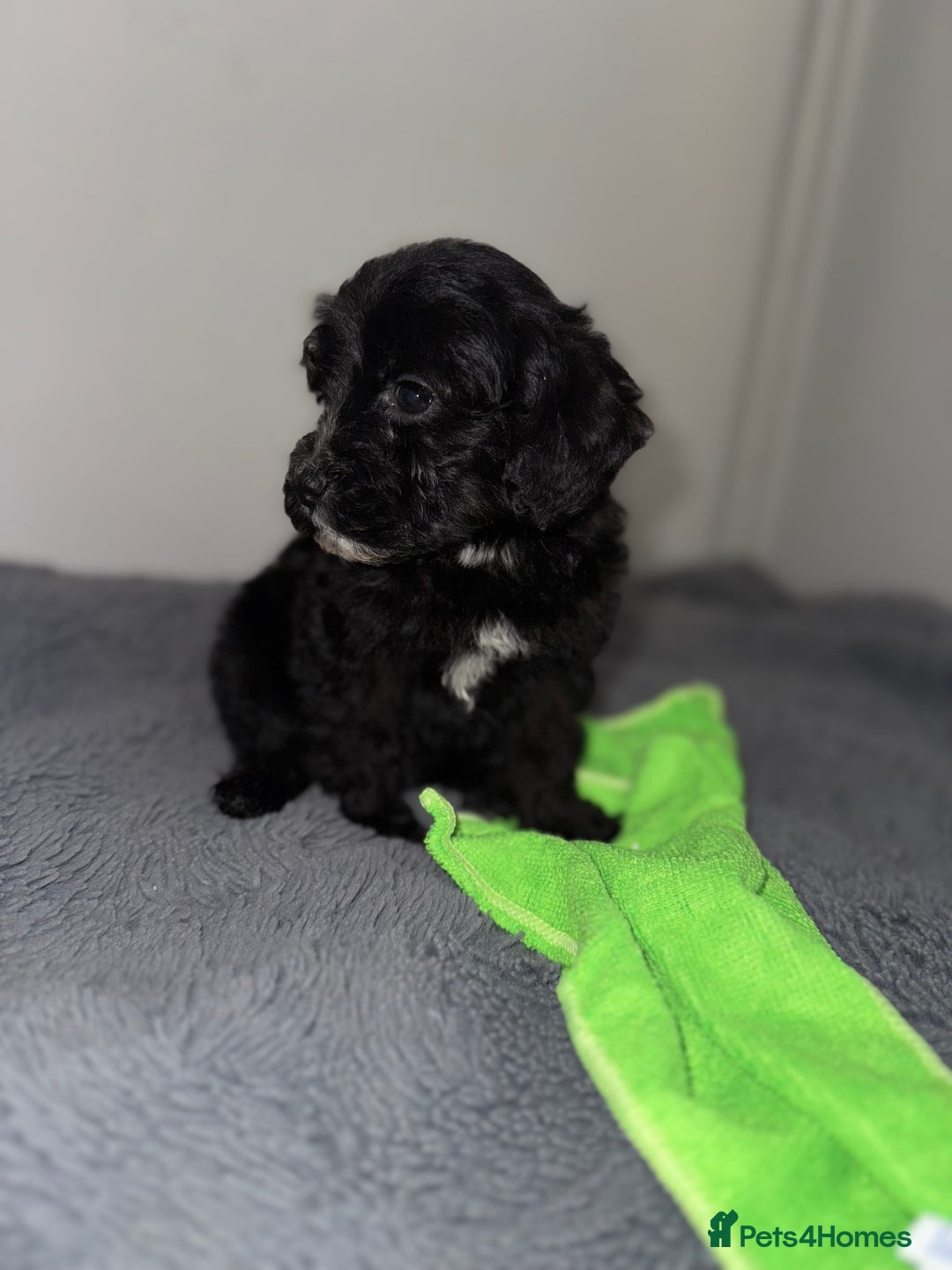 Sheepadoodle dogs for sale: Micro-mini Sheepadoodle reduced !!!!! - Image 23