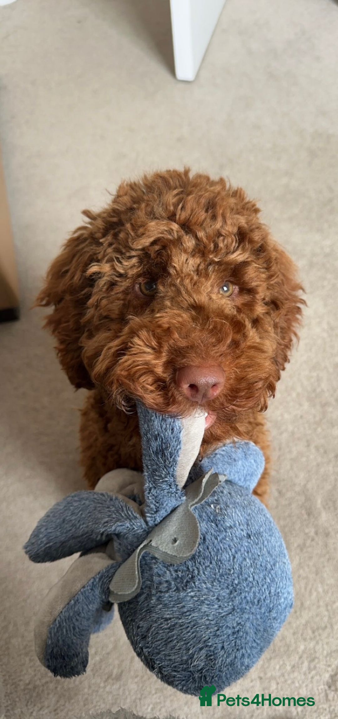 Miniature Poodle dogs for sale: KC HEALTH TEST PUPS - POLICE K9 TRAINER 5* BREEDER - Advert 8