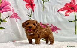 Miniature Poodle dogs for sale: ⭐️F2B Hypoallergenic DNA CLEAR Red Mini Cockapoos in Torquay - Image 2