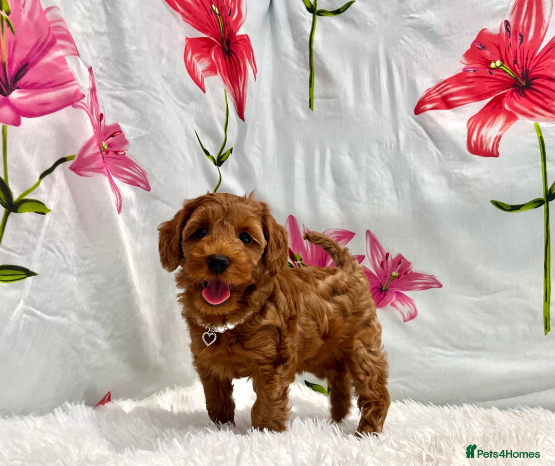 Miniature Poodle dogs for sale: ⭐️F2B Hypoallergenic DNA CLEAR Red Mini Cockapoos in Torquay - Image 2