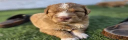 Nova Scotia Duck Tolling Retriever dogs for sale: Beautiful KC registered toller pups - Advert 6