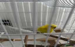 Budgerigars birds for sale: 2 female Budgies for sale!  - Image 2