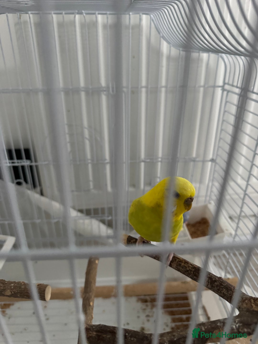 Budgerigars birds for sale: 2 female Budgies for sale!  - Image 2